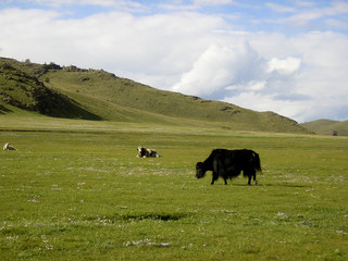 Yak en Mongolie