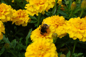 Hummel