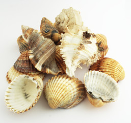 Many shells