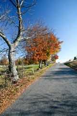 Route bordé d'un arbre rouge en automne