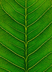 big  green leaf , macro