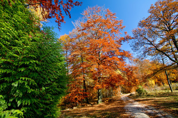 Chemin de forêt en automne avec arbres colorés