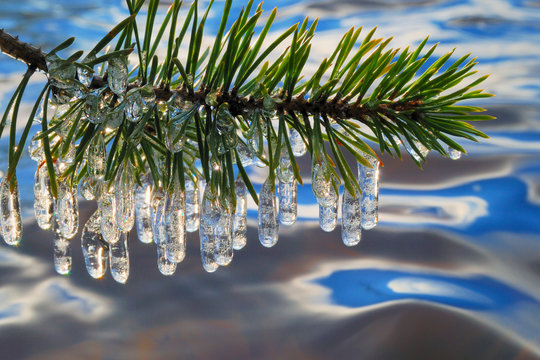 Pine branch with icicles.