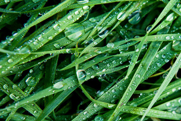 Gouttes d'eau sur herbe verte