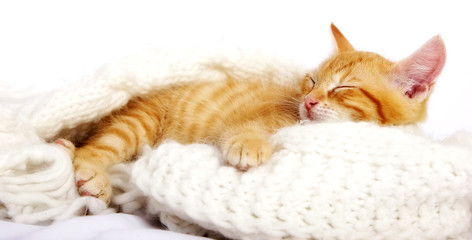 Babykatze schlafend