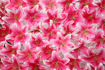 pink lilies