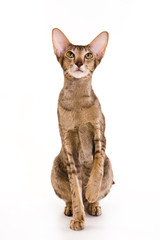 Oriental cat