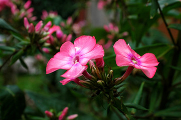 Wonderful flowers 2