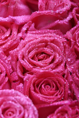 rosarote rosen
