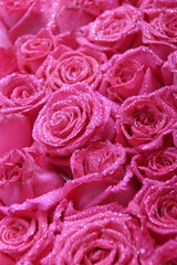 rosarote rosen