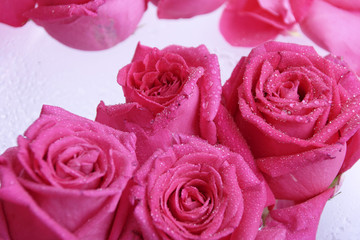 rosarote rosen