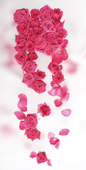 rosarote rosen