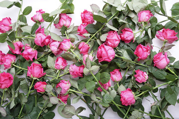 rosa rosen