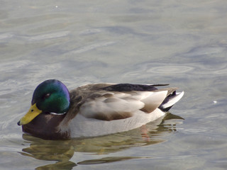 Colvert glissant sur le Rhin