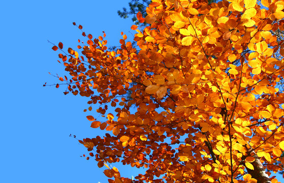 top of vivid fall trees against beautiful cloudless blue sky