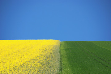 Raps - gelb grün blau