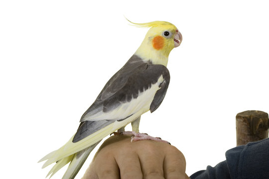 Cockatiel on owner's arm; on white background.