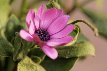 Anémone (Anemone hupehensis)