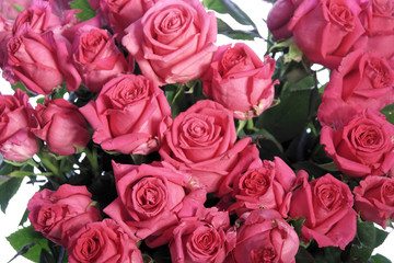 Naklejka premium rosa rosen