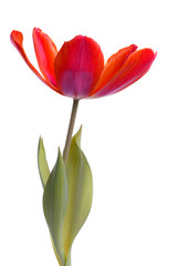 Tulip flower isolated on white