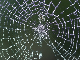 Spider. Drops of dew on a web. 