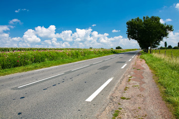 Route de campagne avec un arbre entourée de champs fleuris