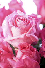 rosa rosen