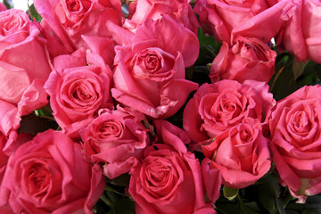 rosa rosen