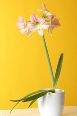 amaryllis