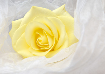 Obraz premium Nice yellow rose wrapped in white satin