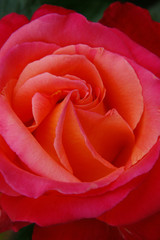 Pink rose with spiral petals close 