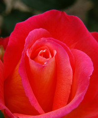vibrant colored rose with red/pink petals