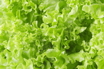 fresh lettuce background