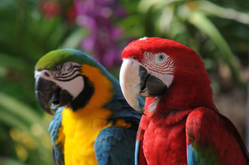 Colourful Macaws