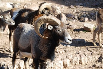 bouc