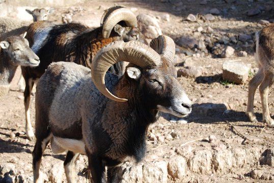 bouc