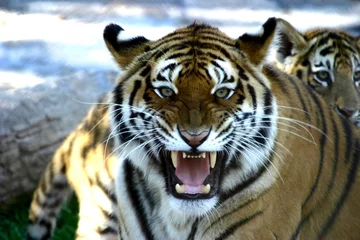 Crédence de cuisine en verre imprimé Tigre tigre