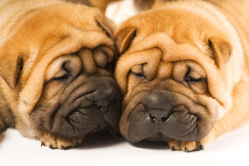 Obraz premium Two sharpei puppies in love