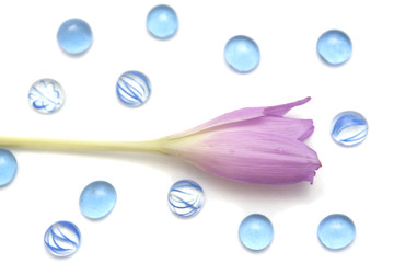 Lilac flower on a white background