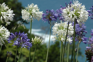 fleurs agapanthe à Madère