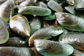 A bunch of shellfish