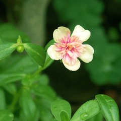 Obraz premium fleur rose de pourpier