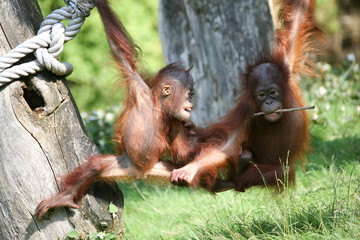 Two baby orang utans playing together in the sunshine © Simone van den Berg