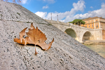 foglia secca sul tevere, roma
