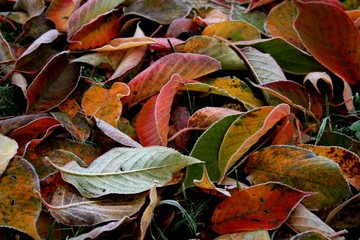 autumn frost