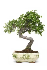 Printed kitchen splashbacks Bonsai bonsai tree