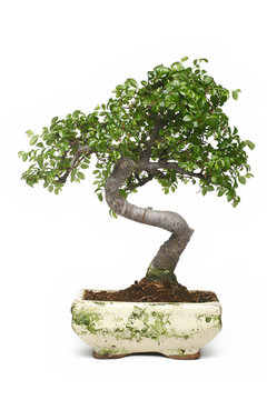 bonsai tree