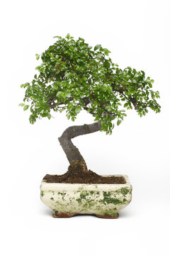 bonsai