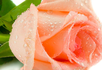 the pink rosebud with drops macro isolated