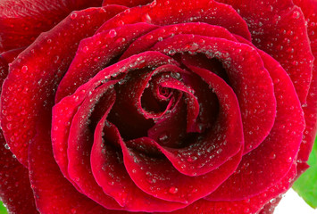 the red rose with water drops macro